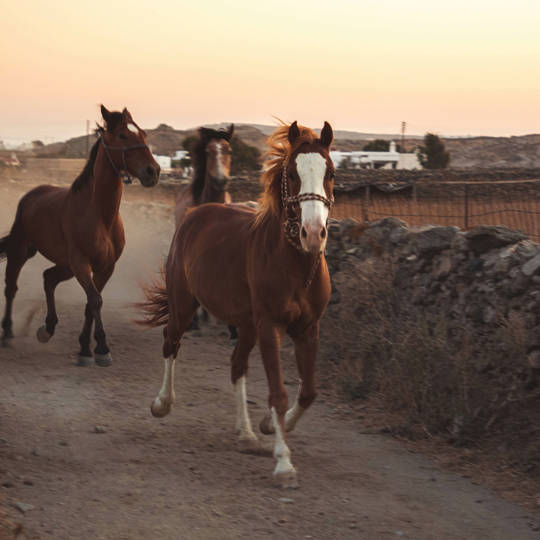 Apollo Yard Villa Horses